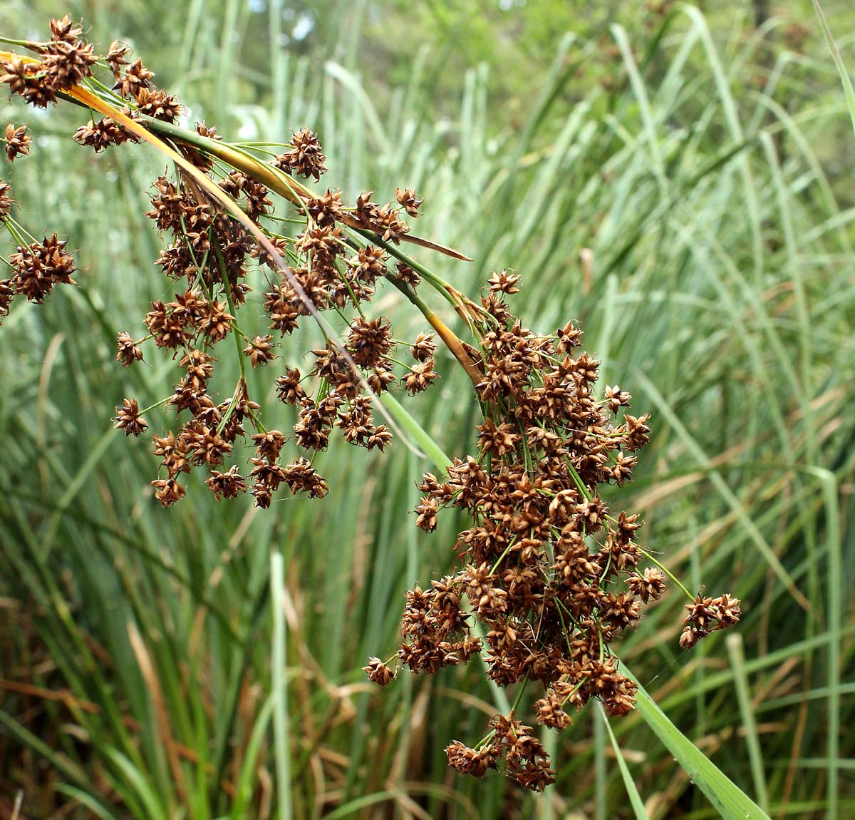 Изображение особи Cladium mariscus.