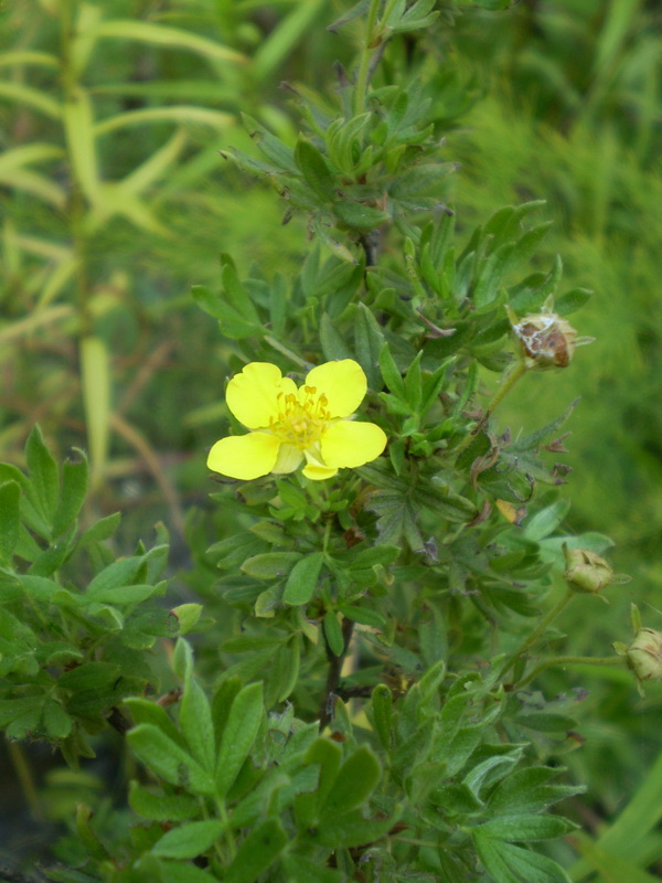 Image of Dasiphora fruticosa specimen.
