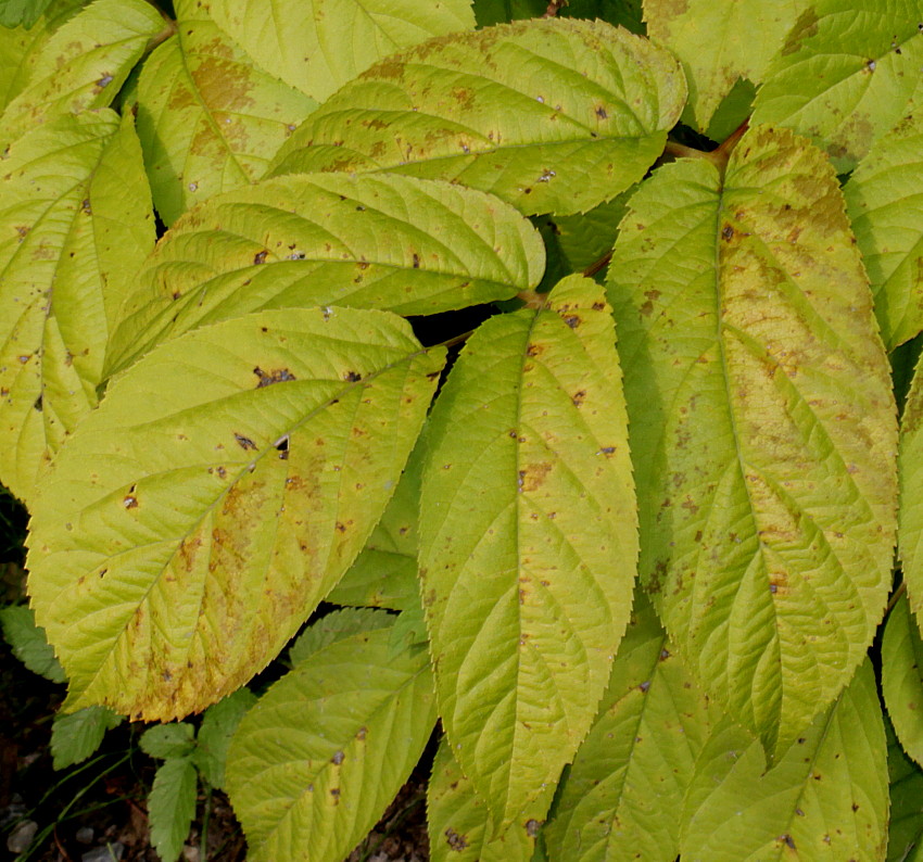 Image of Aralia cordata specimen.