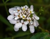 Iberis umbellata