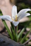 Colchicum kesselringii. Цветок. Южный Казахстан, левобережье Сыр-Дарьи выше Сюткента. 28.03.2014.