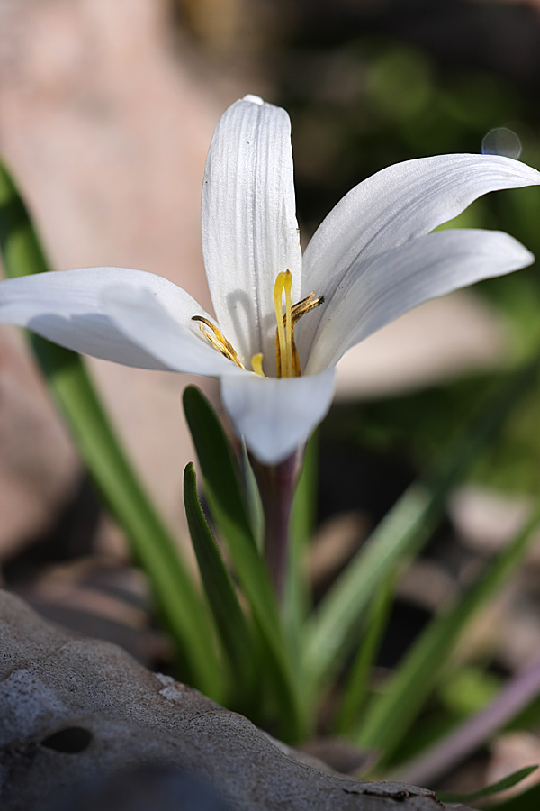 Изображение особи Colchicum kesselringii.