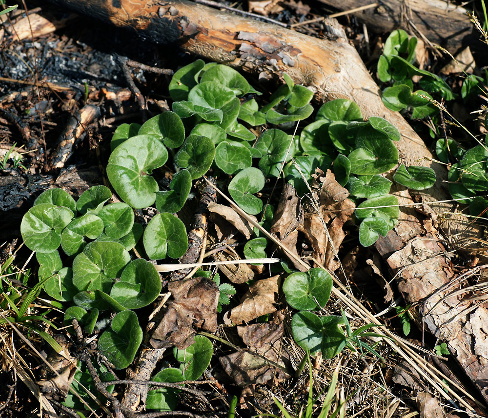 Изображение особи Asarum europaeum.