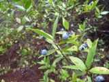 Myrtus communis