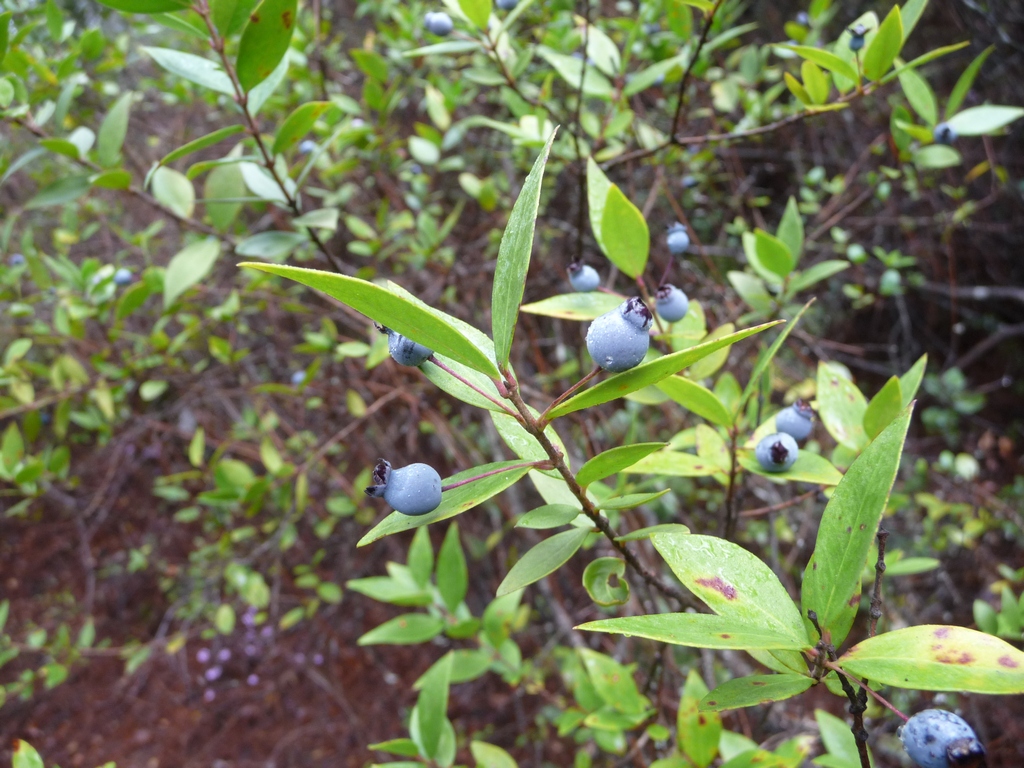 Image of Myrtus communis specimen.