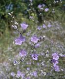 Limonium coriarium