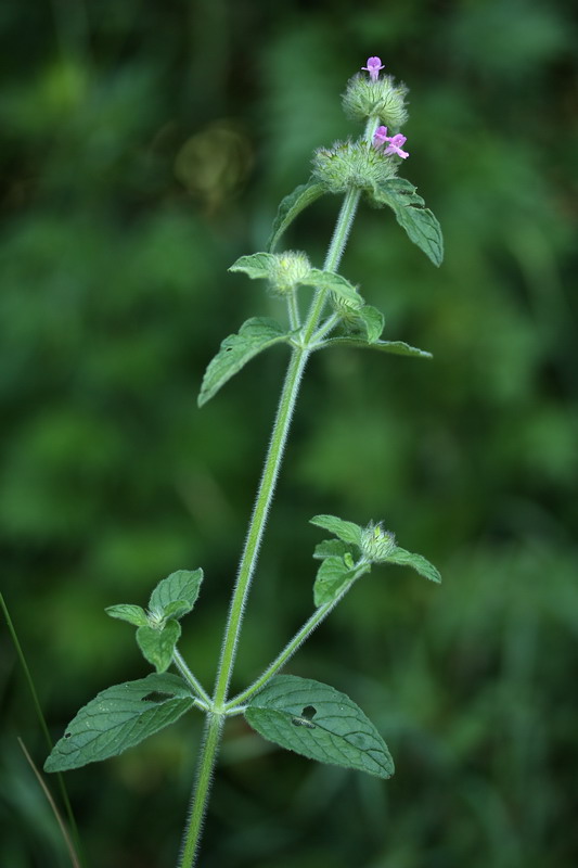 Image of Clinopodium vulgare specimen.