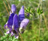 Aconitum volubile. Верхушка побега с цветками и завязавшимися плодами. Томская обл., окр. г. Томск, лесной луг. 23.08.2009.