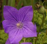 Platycodon grandiflorus