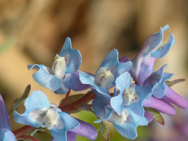 Image of Corydalis ambigua specimen.