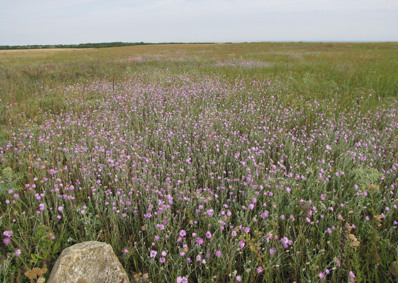 Image of Xeranthemum annuum specimen.