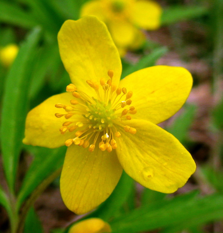 Изображение особи Anemone jenisseensis.