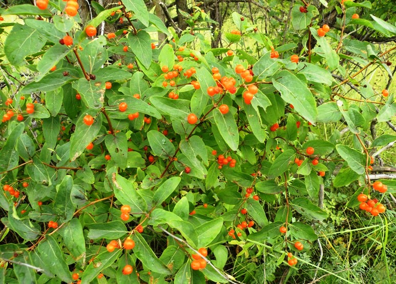 Image of Lonicera tatarica specimen.