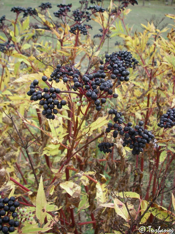 Изображение особи Sambucus ebulus.