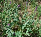 Salvia tesquicola