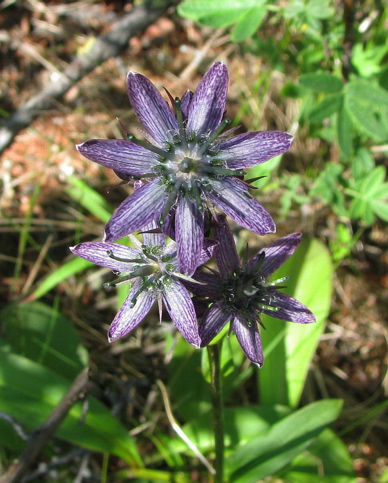 Image of Swertia obtusa specimen.