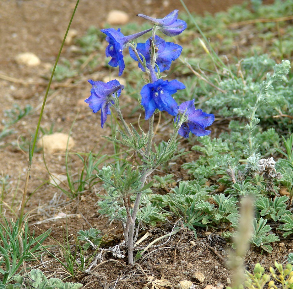 Image of Delphinium grandiflorum specimen.