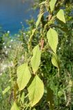 Amaranthus retroflexus. Средняя часть плодоносящего растения. Черногория, окр. г. Пераст, побережье Которской бухты, обочина шоссе. 09.10.2014.