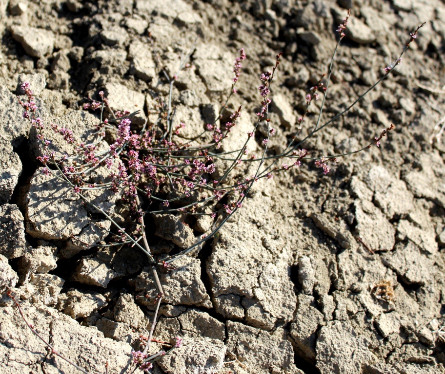 Image of genus Polygonum specimen.