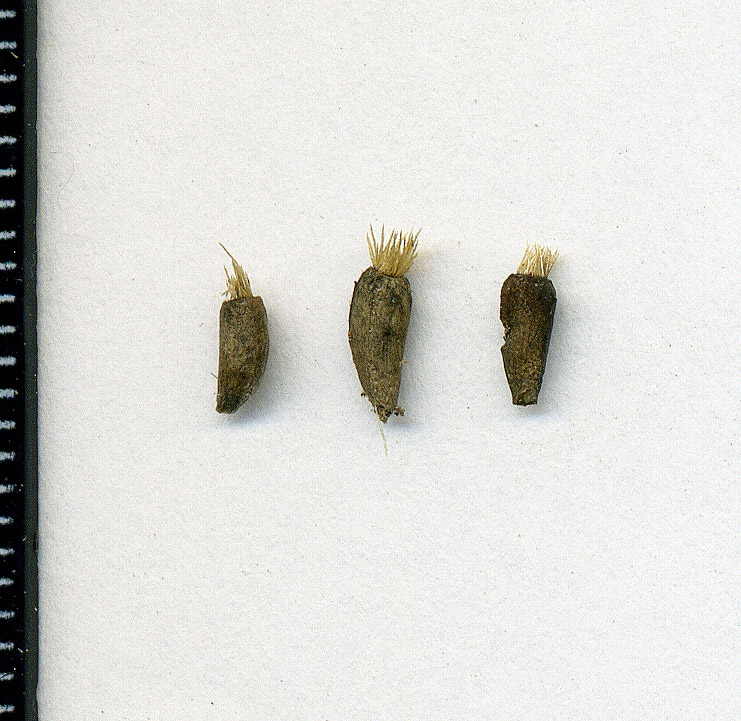 Image of Arctium minus specimen.