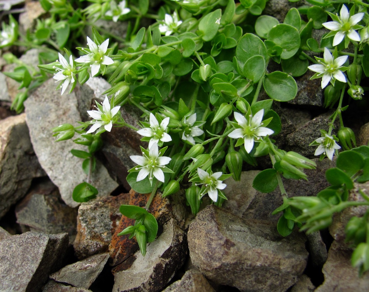 Image of Arenaria rotundifolia specimen.