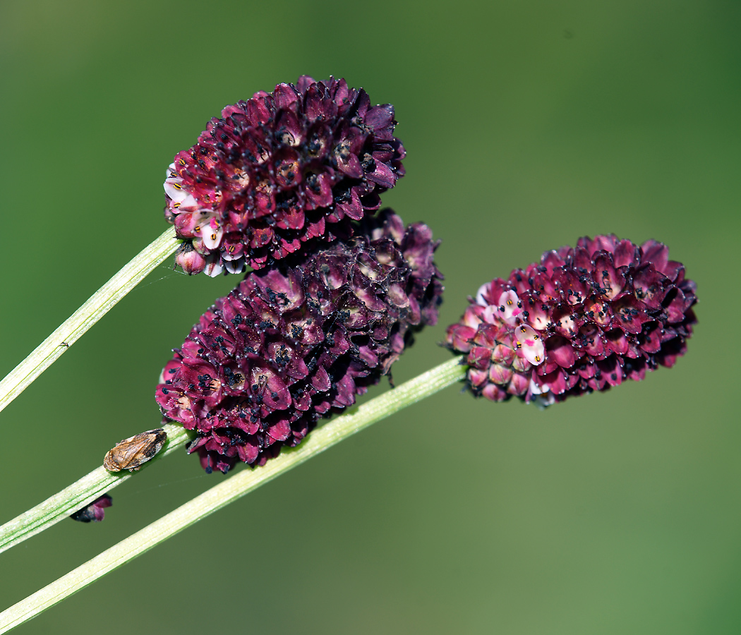 Image of Sanguisorba officinalis specimen.