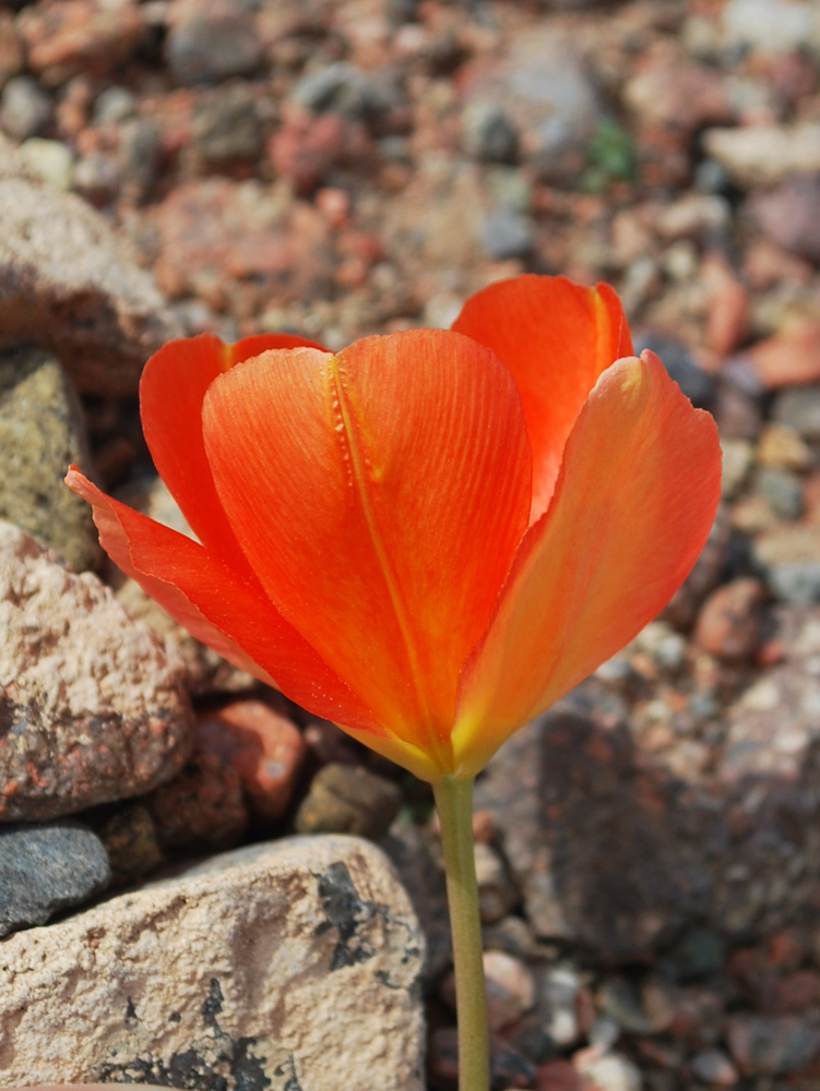Image of Tulipa intermedia var. korolkowioides specimen.
