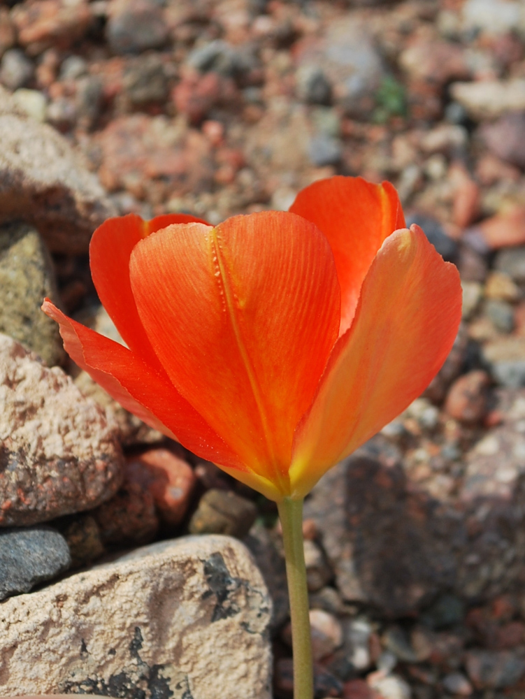 Изображение особи Tulipa intermedia var. korolkowioides.