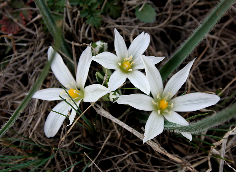 Image of Ornithogalum fimbriatum specimen.