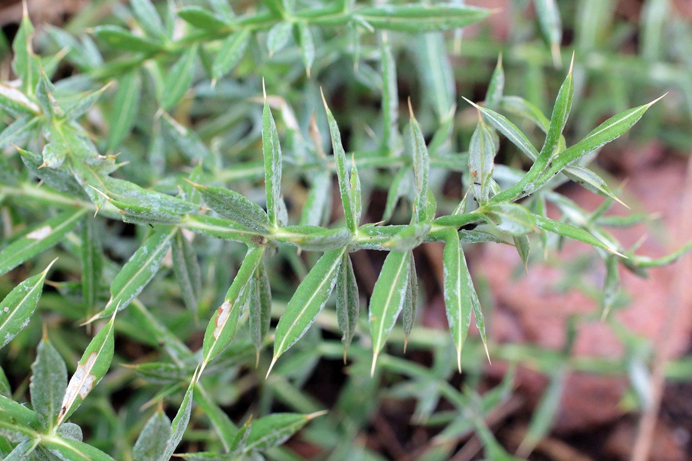 Image of Cousinia bonvalotii specimen.