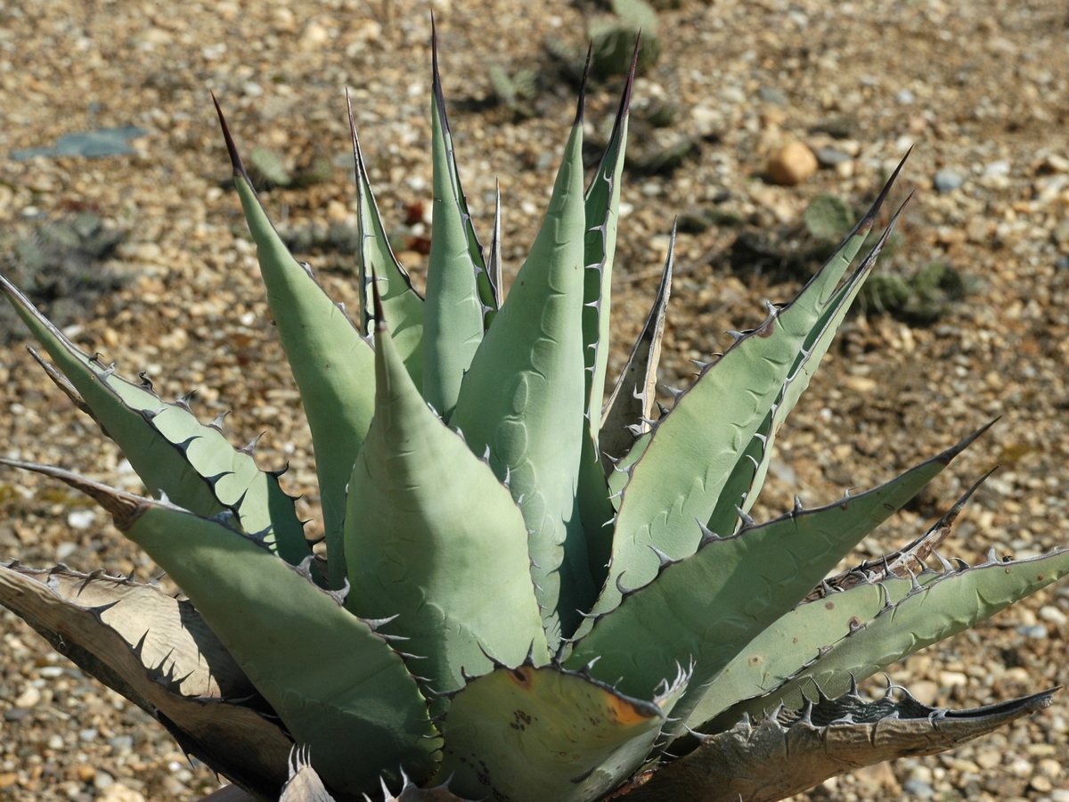 Изображение особи Agave parryi ssp. neomexicana.