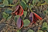 Capparis herbacea. Часть побега с плодами. Южный Берег Крыма, городской округ Судак, гора Перчем. 05.10.2011.