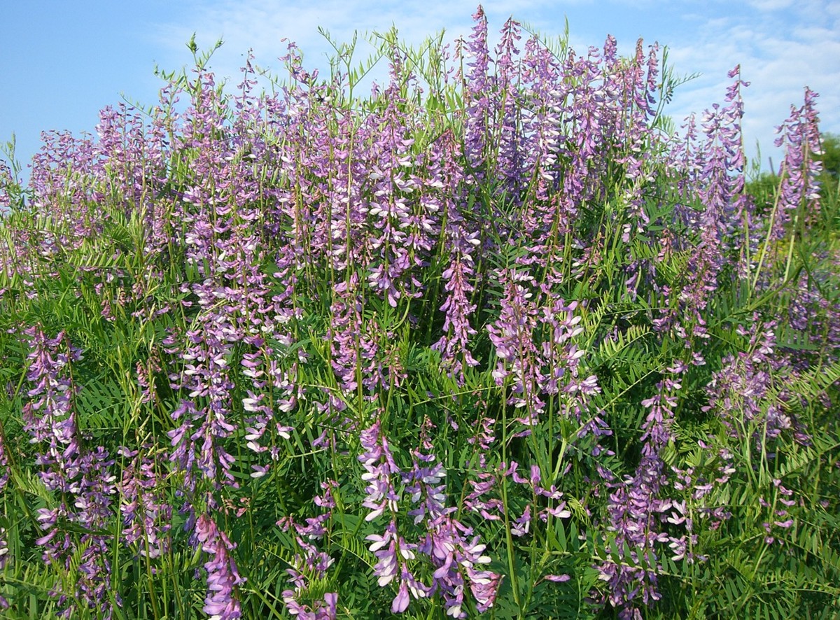 Image of Vicia tenuifolia specimen.