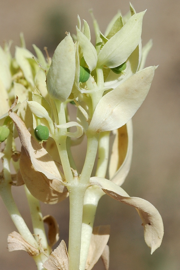 Image of Euphorbia densa specimen.