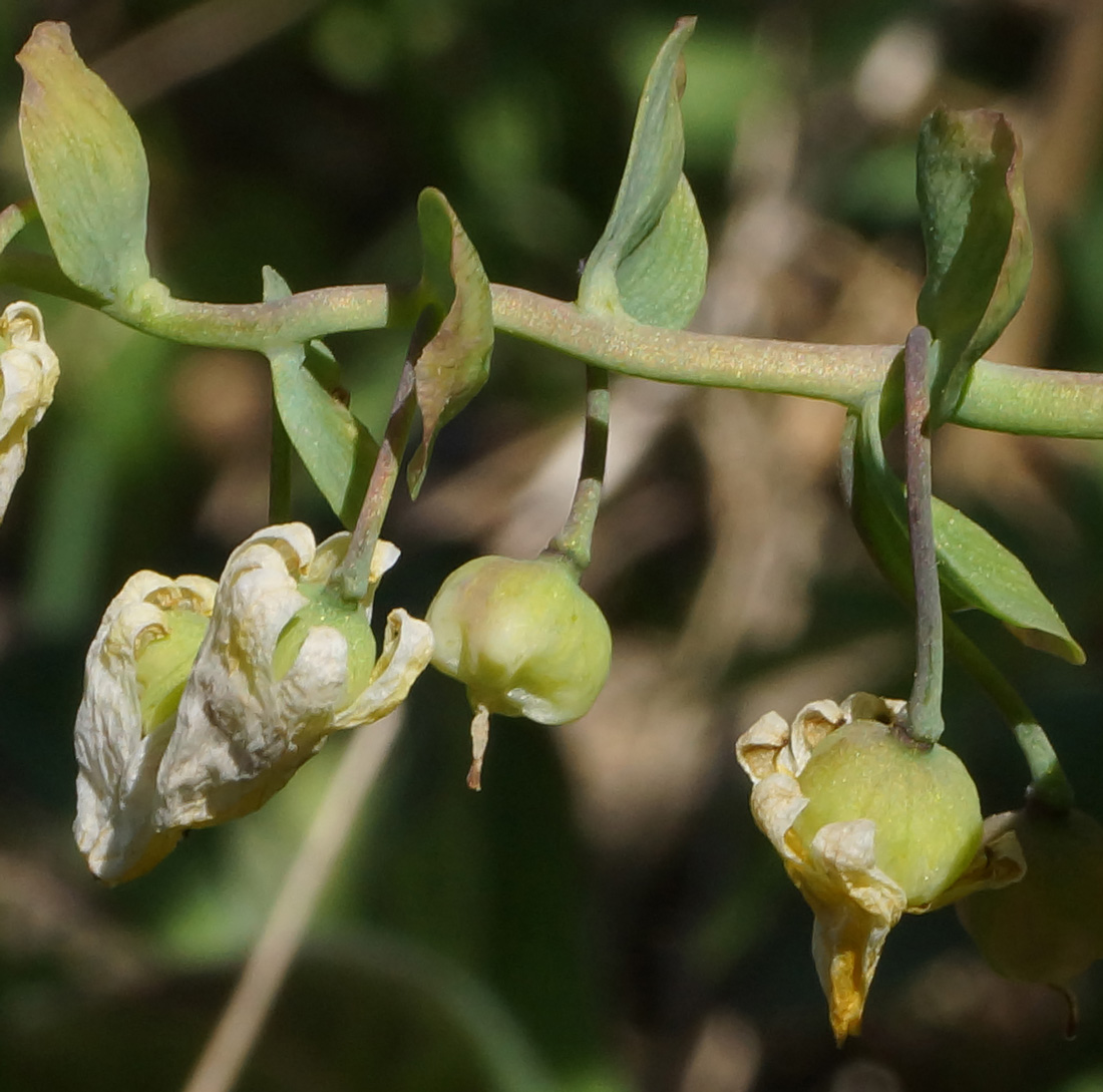 Изображение особи Gymnospermium altaicum.