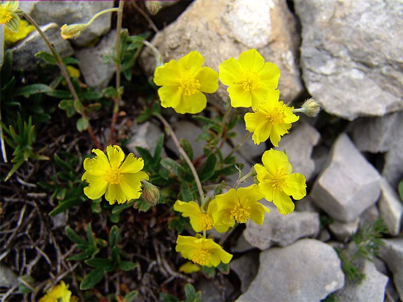 Изображение особи Helianthemum buschii.