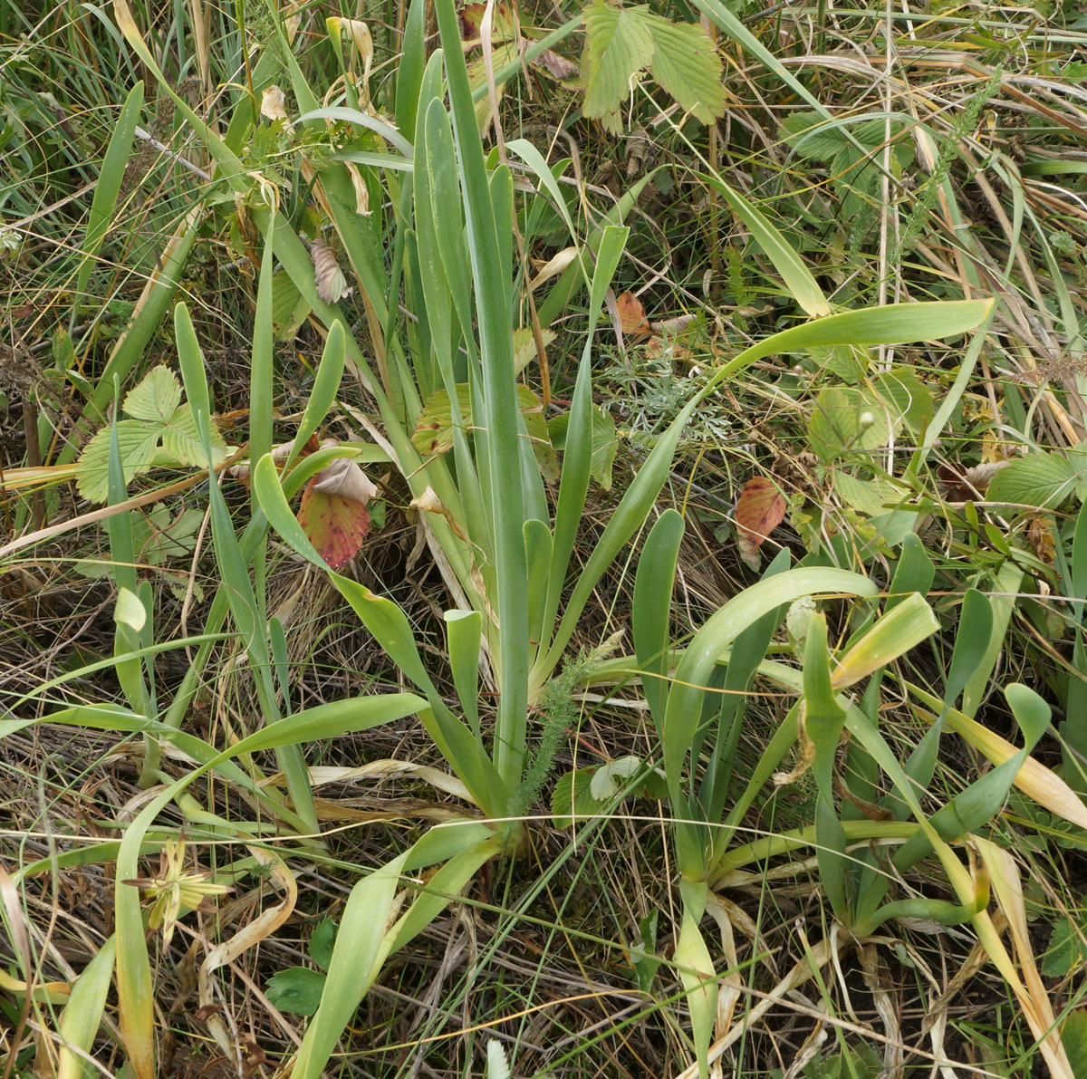 Image of Allium nutans specimen.
