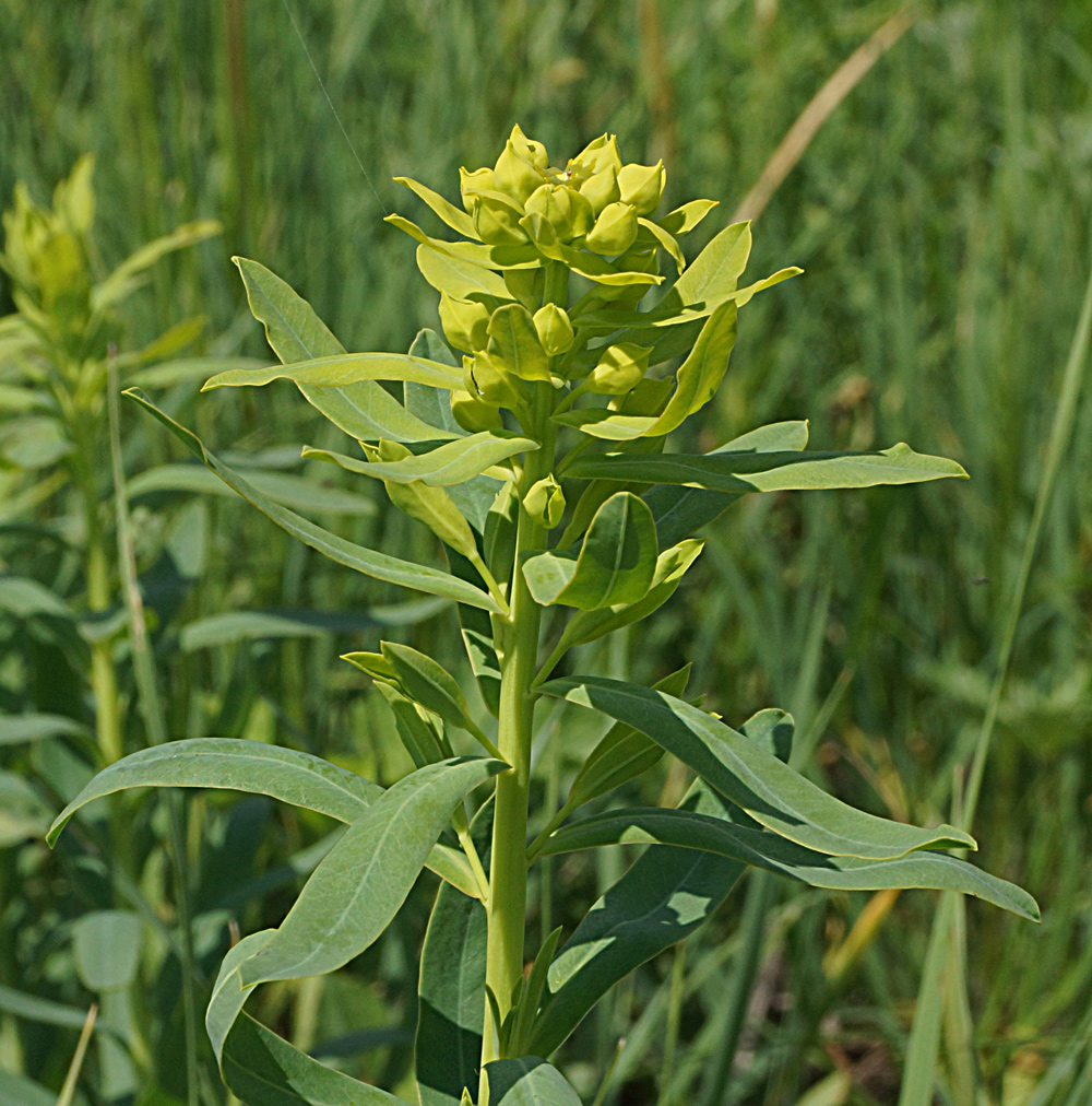 Image of Euphorbia virgata specimen.