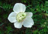 Anemone sylvestris. Аномальный цветок. Якутия (Саха), южные окр. г. Якутска, холмы. 11.06.2012.