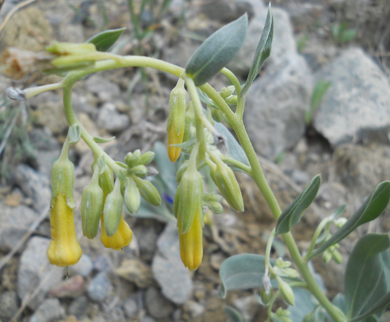 Image of Onosma sericea specimen.