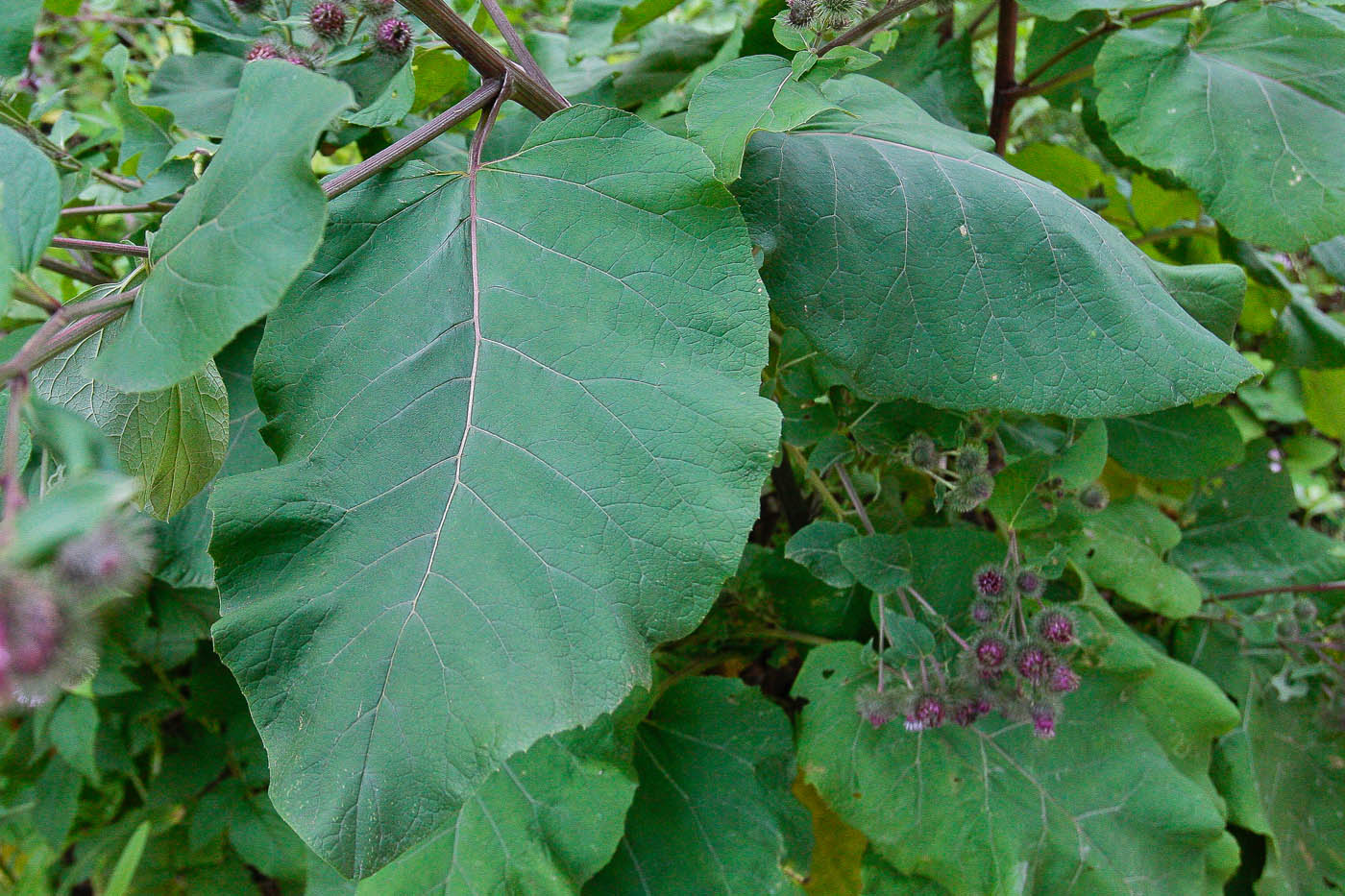 Image of Arctium tomentosum specimen.