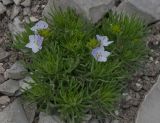 Veronica filifolia