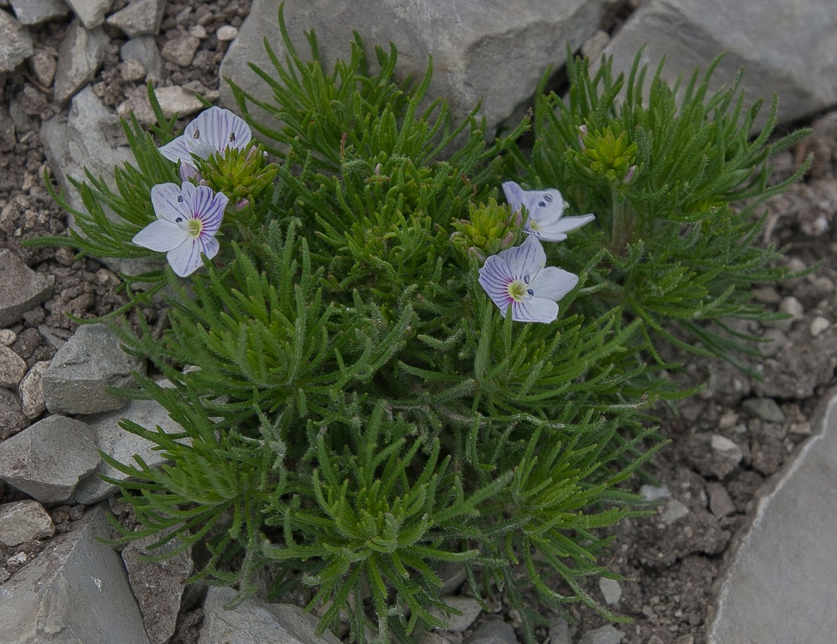 Image of Veronica filifolia specimen.