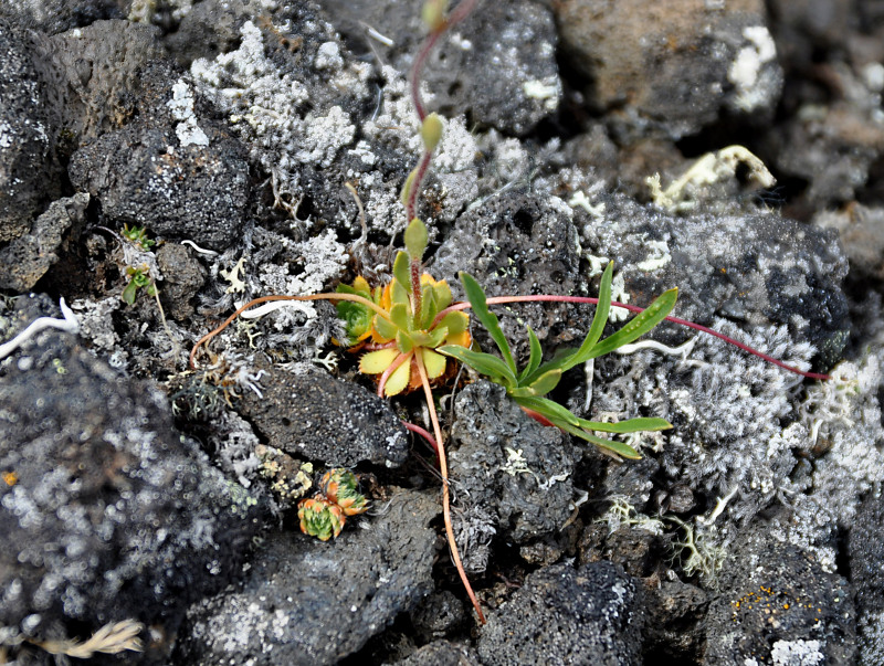 Image of Saxifraga flagellaris specimen.