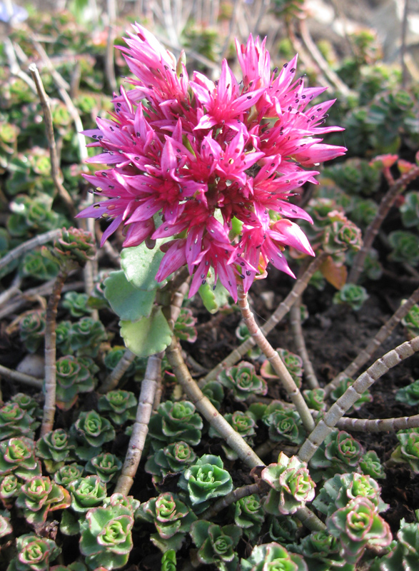 Изображение особи Sedum spurium.