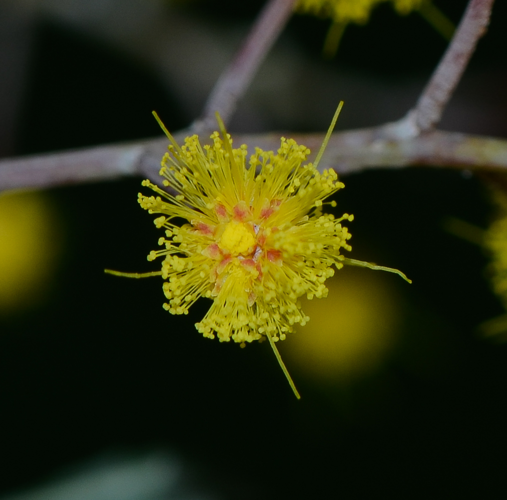 Изображение особи Acacia baileyana.