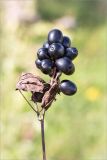 Actaea spicata