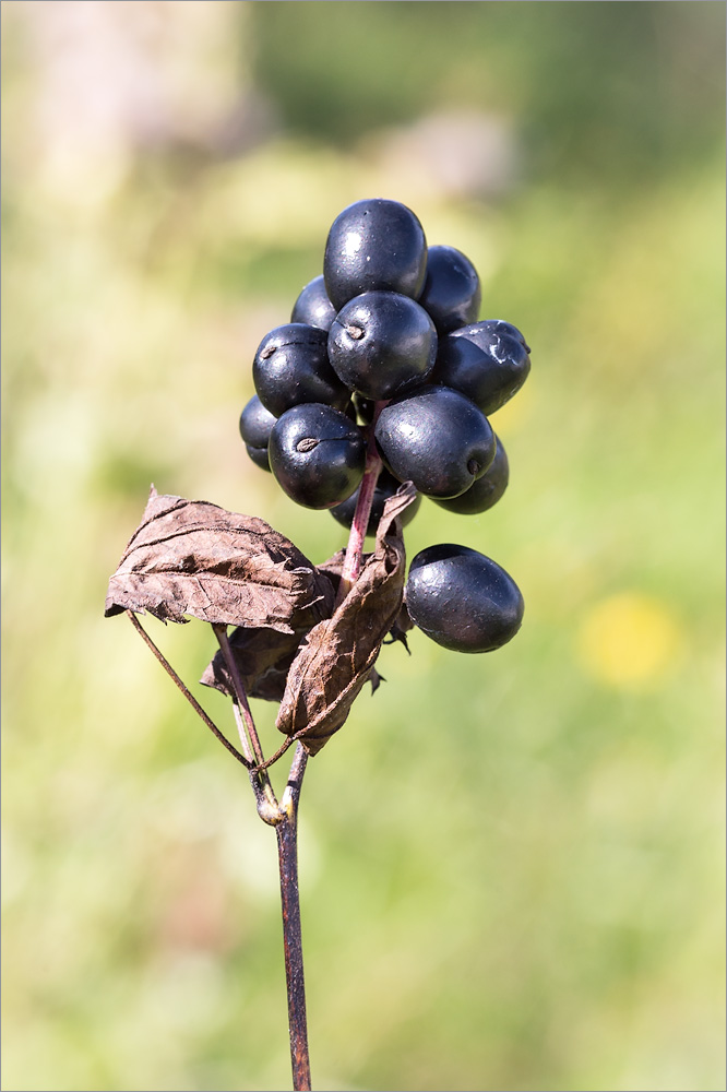 Image of Actaea spicata specimen.