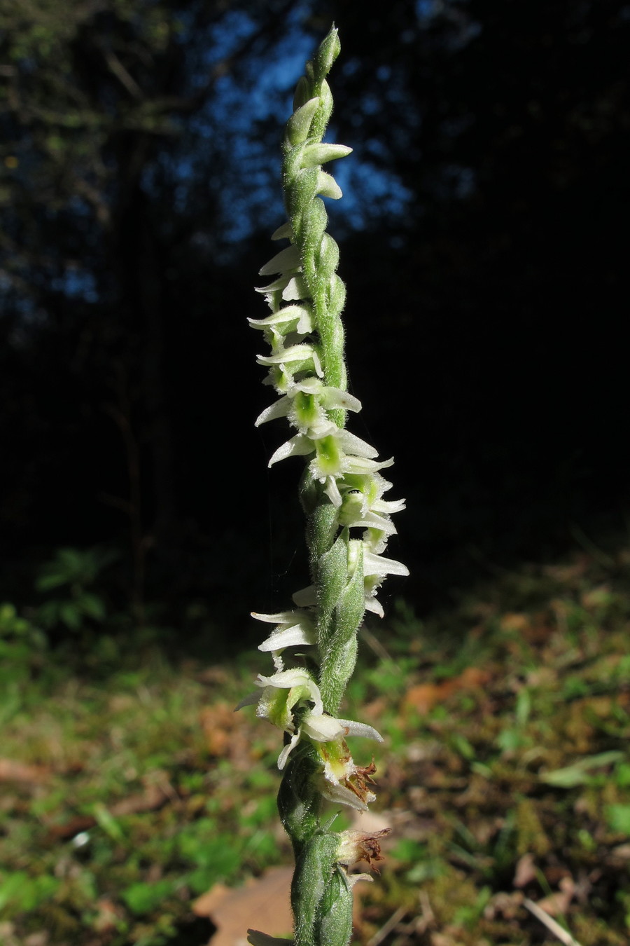 Изображение особи Spiranthes spiralis.