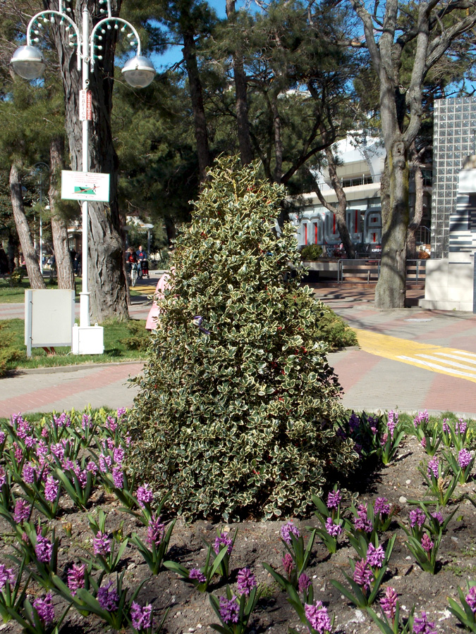 Image of Ilex aquifolium specimen.